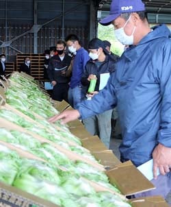 レタスの出荷規格を確認する生産者