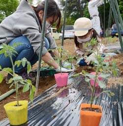 トマトの苗を定植する松本さん親子