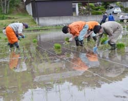 手植えを行うJA職員ら