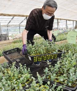 苗を運び出す生産者