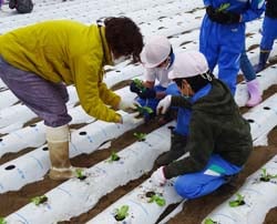 交流しながらレタスを定植する児童と女性部員