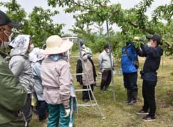 摘果作業を実演する営農技術員（手前の女性）