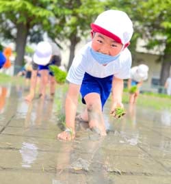 線に沿って苗を植える児童