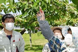 圃場で摘果する果実を確認する生産者とJA職員（左）