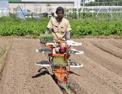 ネギの定植作業をすすめる松木さん