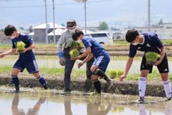 指導を受けながら田植えをする選手たち