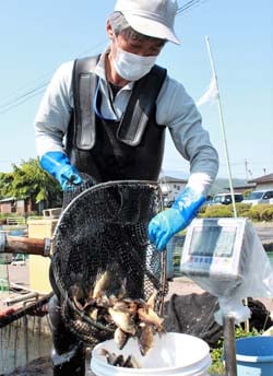 生産者に親ブナを配る担当者