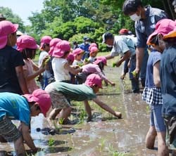 盟友とともに田植えを楽しむ園児たち