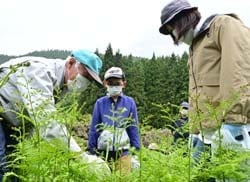 アマワラビの収穫方法を酒井さん（左）と児童と保護者