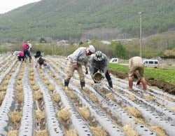芋まき作業をする参加者