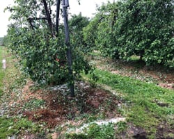 被害が発生したリンゴ園。地面に雹が積もっている。（25日、池田町）