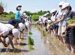 昔ながらの田植えを行う喬木第一小の児童