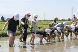 田植えをする南小2年生