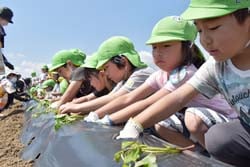 青年部員と一緒に一生懸命定植する園児ら