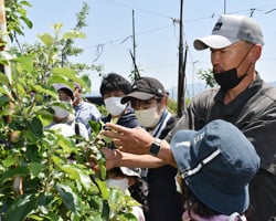 摘果のポイントを伝える帯刀さん（右）と参加者ら