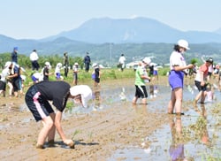 田植えをする栗ガ丘小学校の児童ら