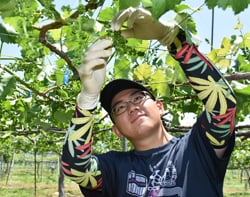 須坂市日滝の圃場で房切りをする中村颯太さん