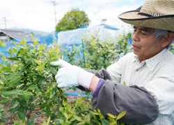 一粒ずつ手作業で行うブルーベリーの収穫