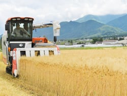 収穫作業を行う富田生産組合の栗原組合長