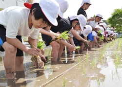 全員が一列に並んで行った田植え