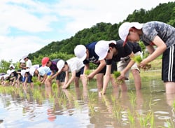 一生懸命稲を植える児童ら