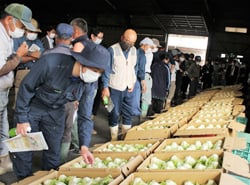 出荷規格を確認する生産者