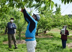 袋かけについて説明を聞く生産者（中川村で）