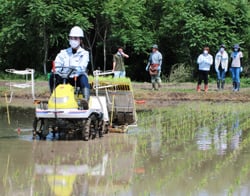 乗用田植え機で苗を植える女性職員