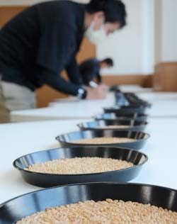 鑑定のために並べられた麦