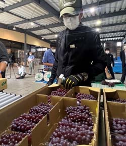 出荷されたブドウの品質を入念にチェックする検査員