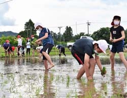自分たちで田植えを進める児童ら