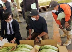 白菜の生育状況や荷造りのポイントを確認する生産者