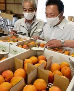あんずの仕上がりを確認する清水部会長（右）とJA職員