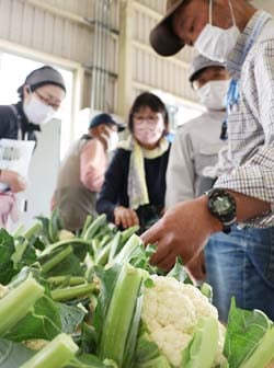 カリフラワーの規格を確認する部会員たち