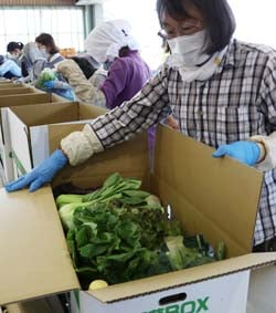 朝採りした野菜をていねいに箱詰めする部会員