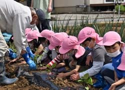 苗を植える園児ら
