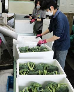 発砲スチロール箱に氷を詰める担当者