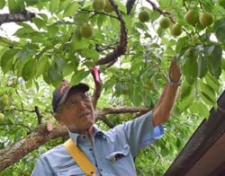 丹精込めて育てたすももを収穫する中島さん