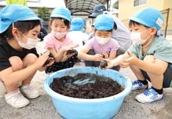 たねダンゴ用の泥ダンゴをつくる宮川第2保育園の園児
