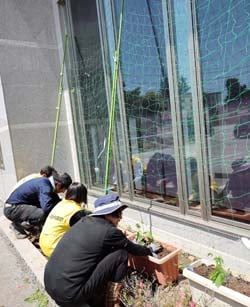 夏に向けて涼しげなグリーンカーテンを設置したJA富士見町中央支所