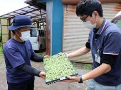 トルコギキョウの苗を受け取る生産者（6月23日、佐久市の圃場で）