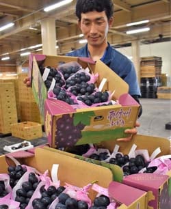 出荷が始まったナガノパープル