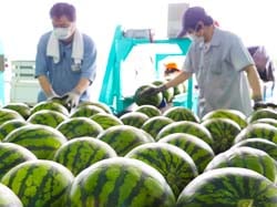 荷下ろしをする生産者