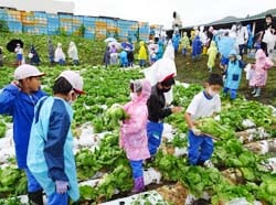 協力してレタスを収穫する洗馬小学校の児童