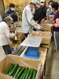 夏秋キュウリの出荷規格を確認する生産者