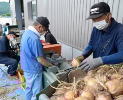 共選作業を行うJA職員ら