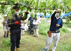 一房の粒の数を点検する営農技術員