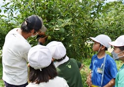 遠山さん(左)に袋掛けのポイントを教わる児童ら