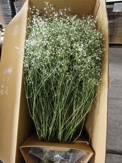 「花カーゴ」を使用した管内産宿根カスミ草の出荷形態