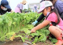 小松菜を収穫する親子